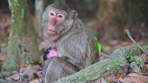 Newborn Baby Monkey In CARBZILLA GRoup Of Mom MARRY