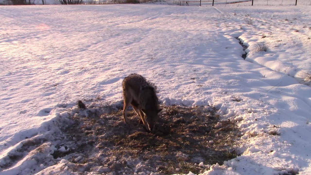 TRAPPING COYOTES.2024-2025 Trapping Season.Ep.3 Coyote in the snow