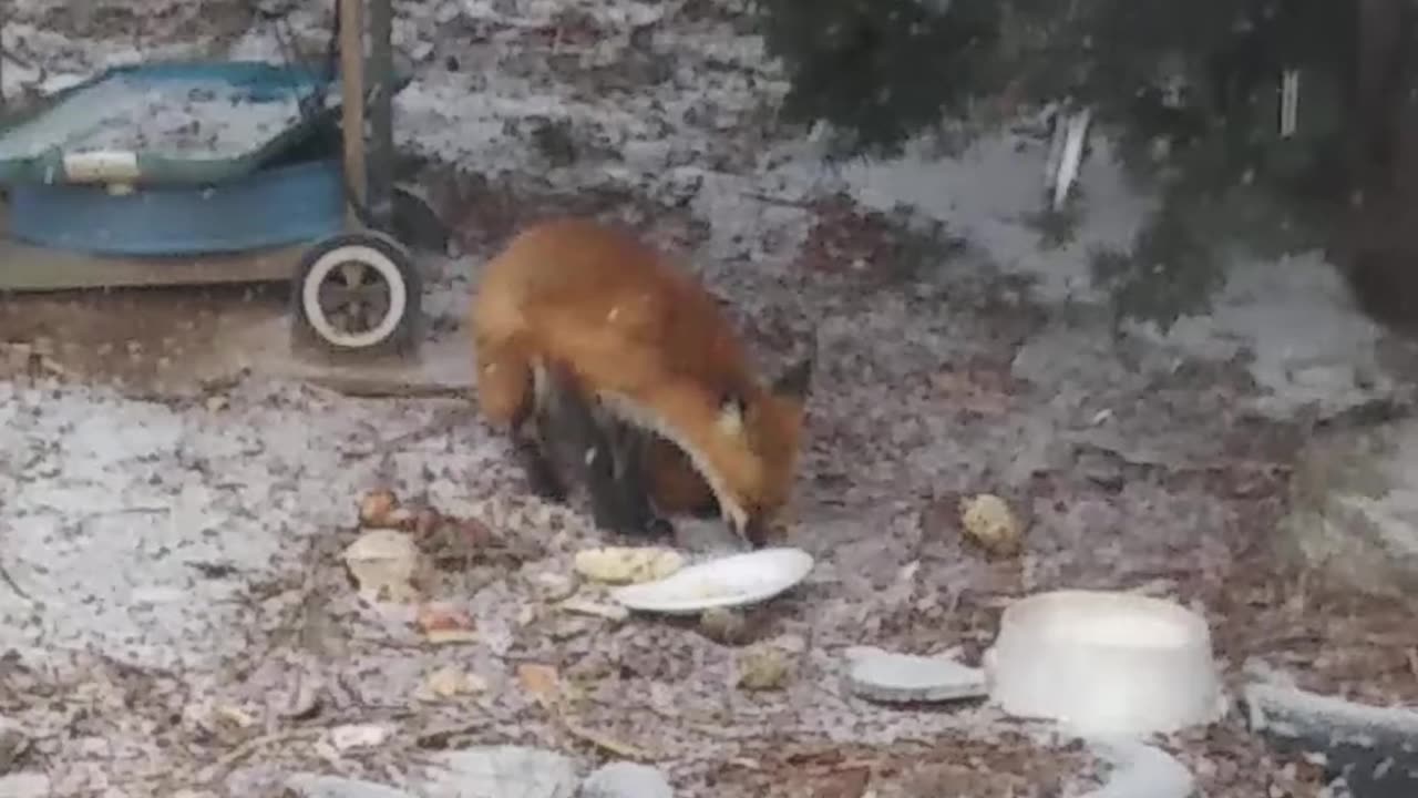 [4K] Wow! #2 Fox at Back Yard.