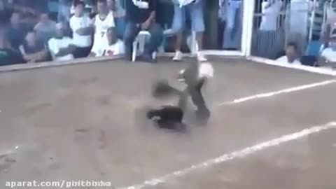 Decapitation of a cock in a fight with a fighting cock