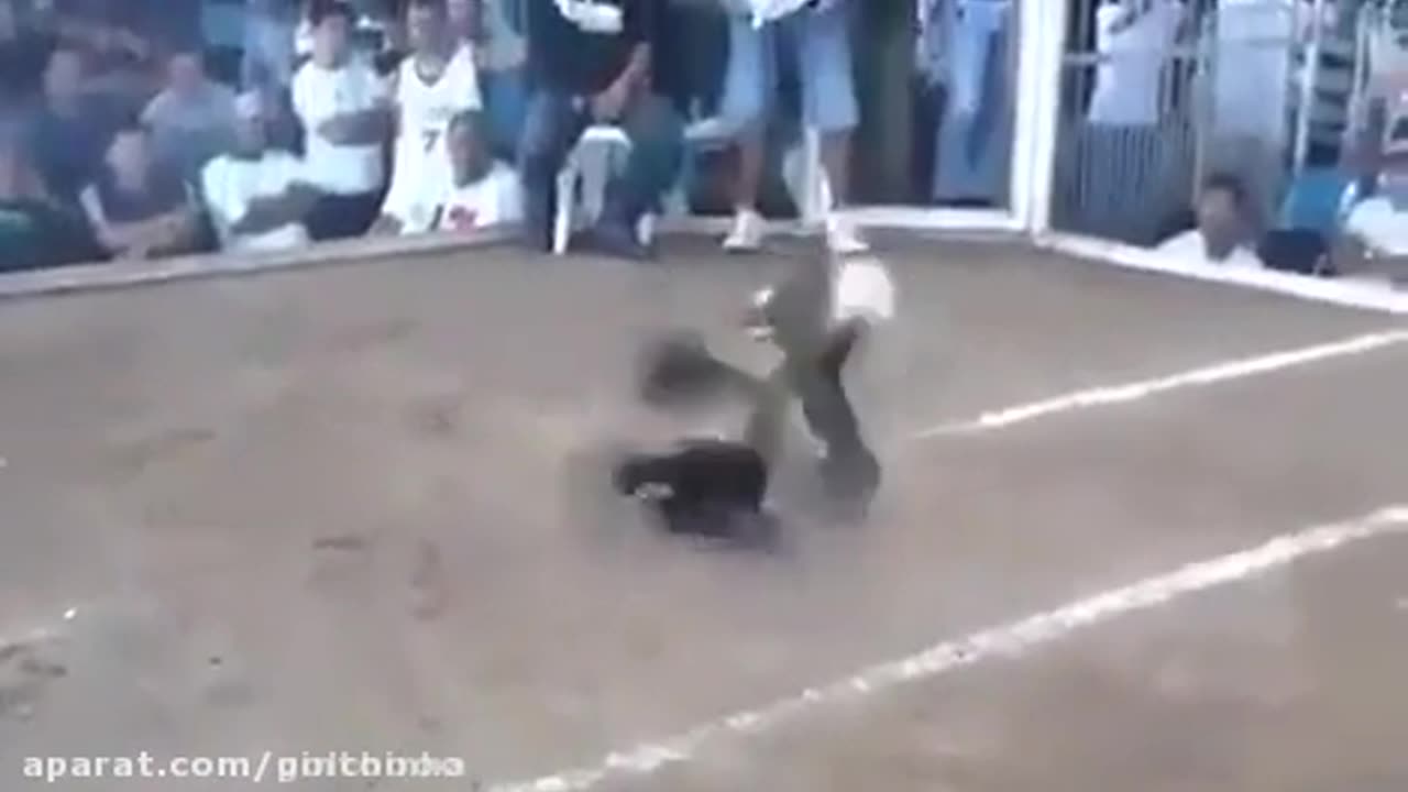 Decapitation of a cock in a fight with a fighting cock