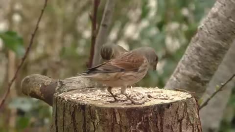 Bird Sounds Spectacular