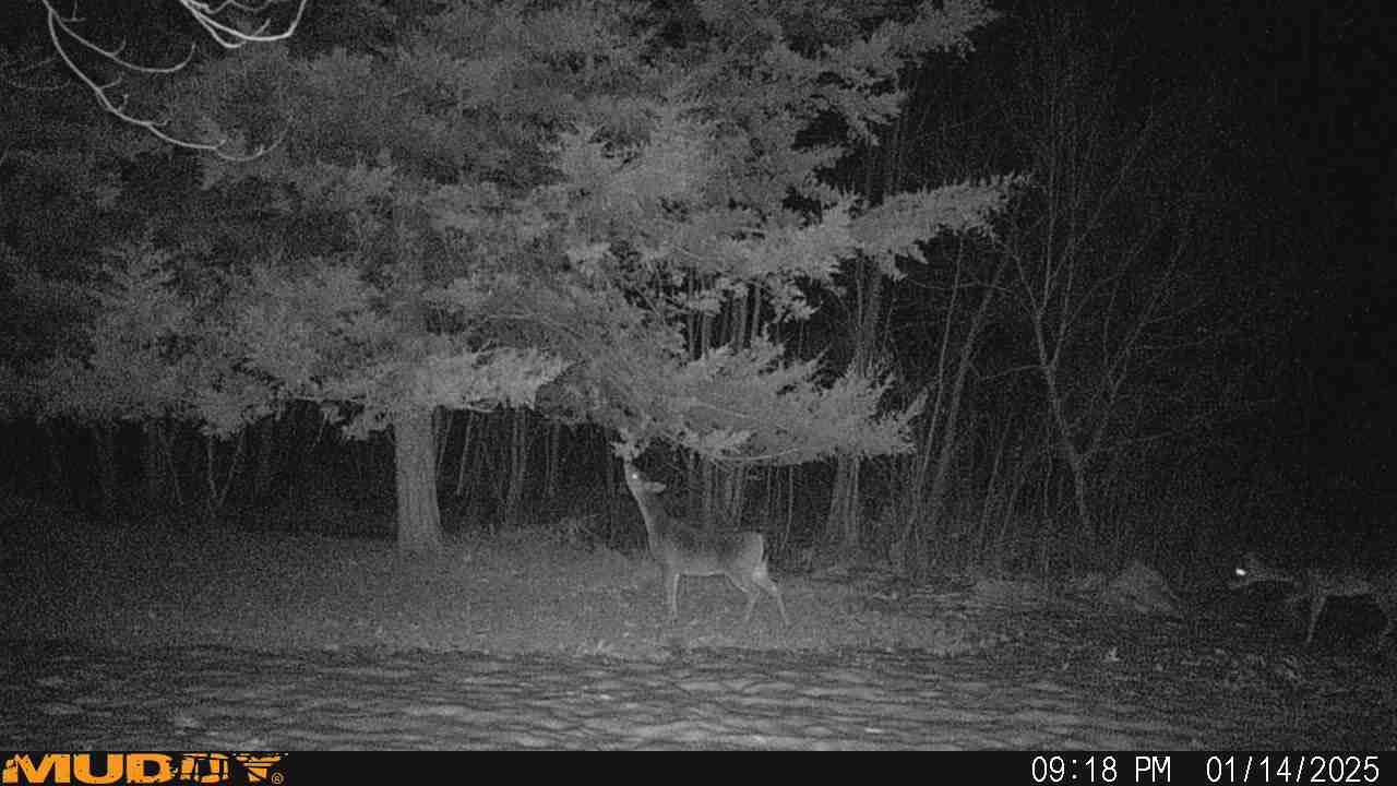 Deer