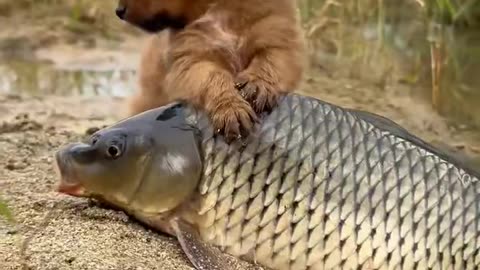 The close bond between the cute little puppy and the big fish.