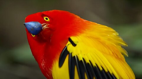 The Bowerbird_s Grand Performance