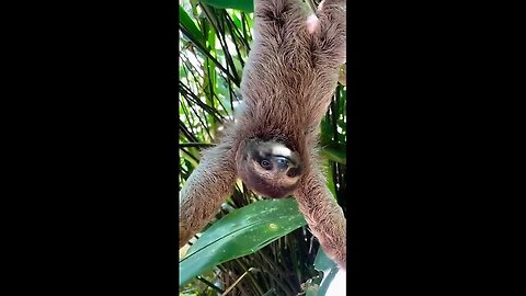 Hanging out! 🦥
