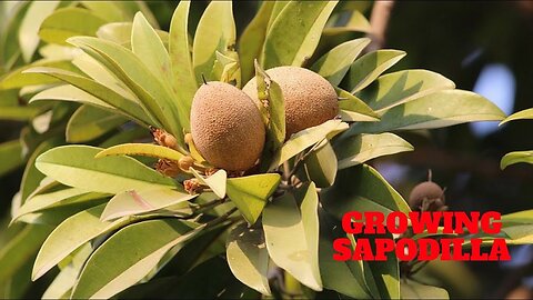 Did you know sapodilla health benefits? #ImmunityBoosting #HealthySkin