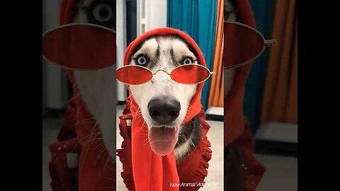 funny animals