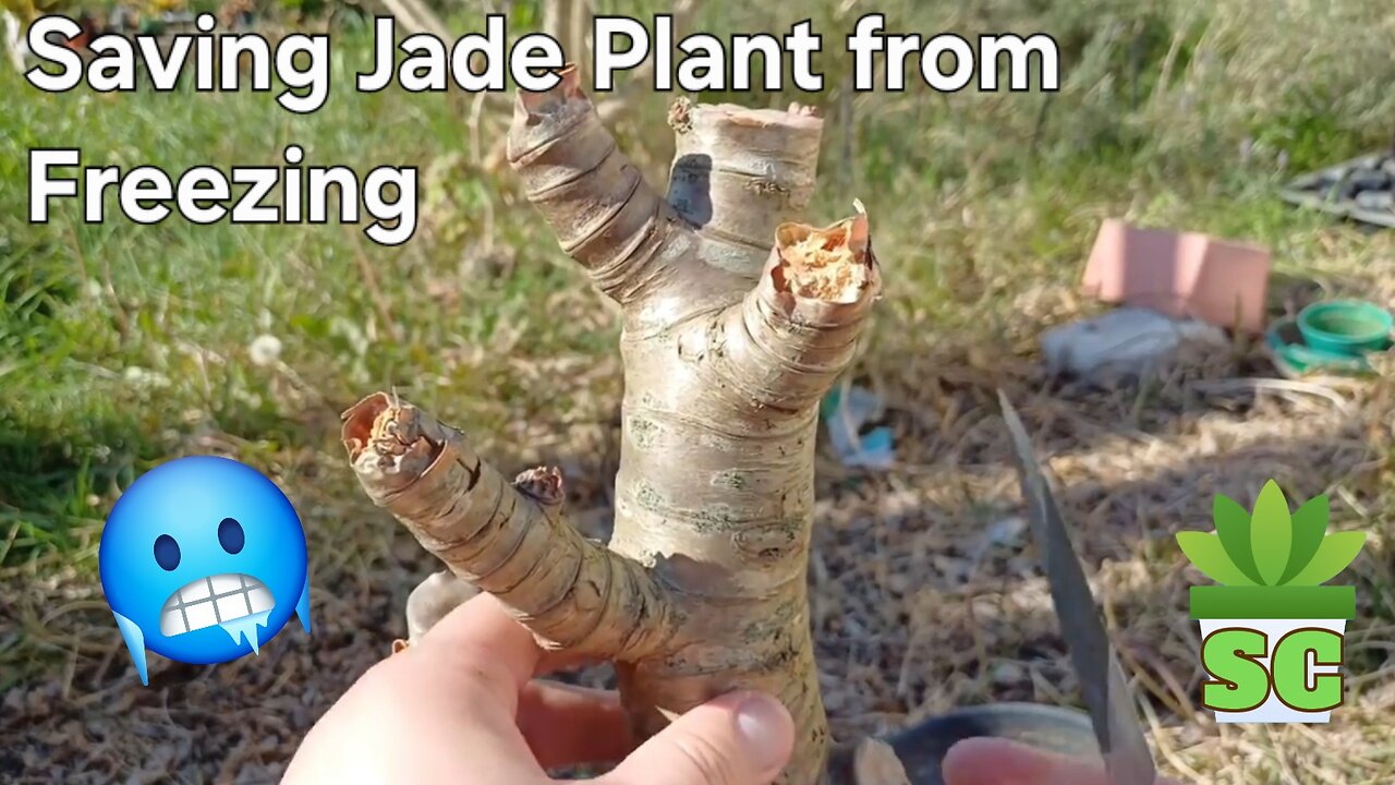 Saving Jade Plant from Frost