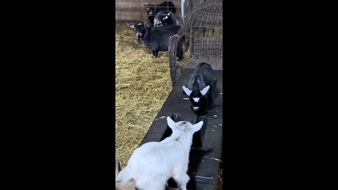 Baby Goats and Herd Dynamics!