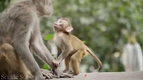 animal life