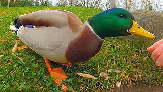 Two Days of Hand Feeding Mallard Duck Beta Drake Oats in Secret