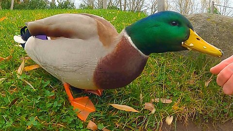 Two Days of Hand Feeding Mallard Duck Beta Drake Oats in Secret