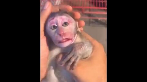 Cry So hurt baby monkey screams in pain, face and mouth injured