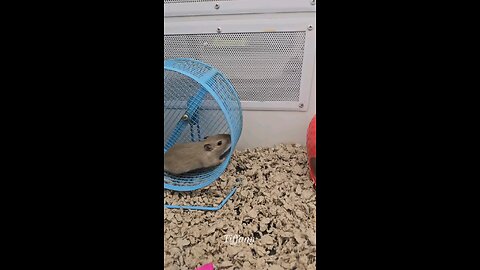 Cute Gerbil