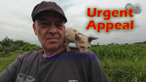 Kitten Rescue - Urgent appeal