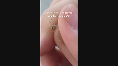 Mosquito with Serial Number?