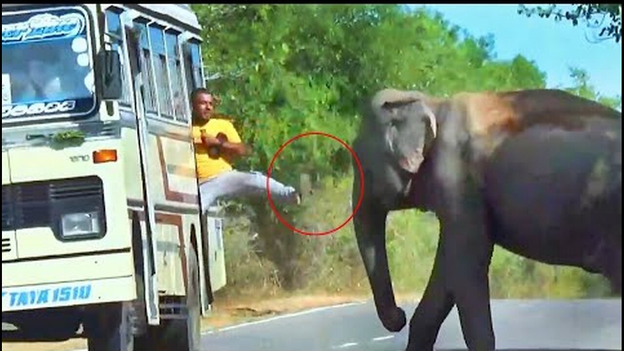 This Man Try To Kick Wild Elephant OMG😱😱