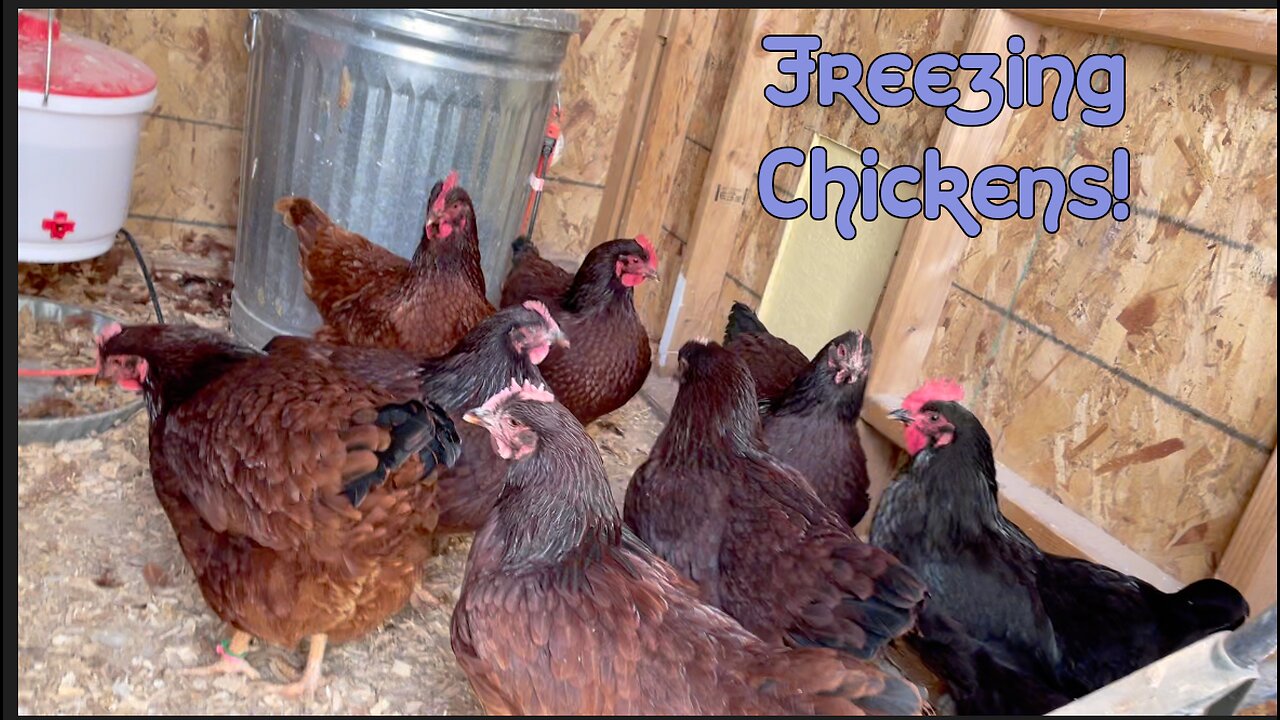 Freezing Chickens