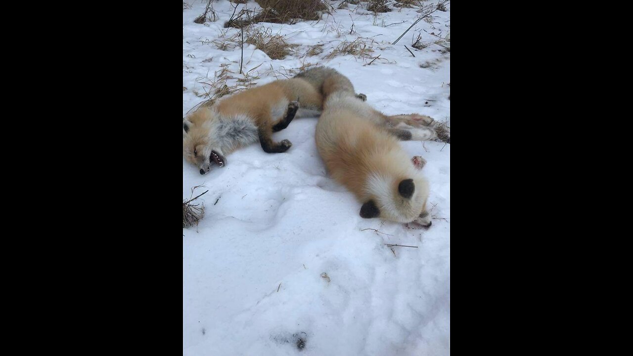 How To - Red Fox Skinning