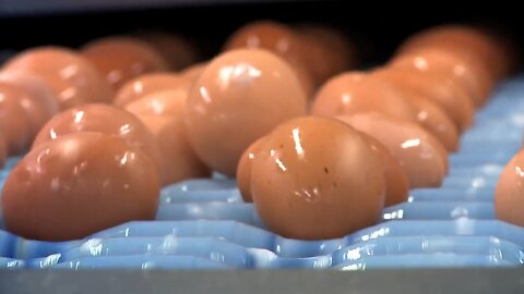 How America Produce 110 Billions Eggs Per Year !