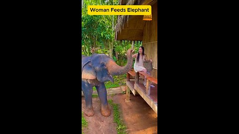 Woman Feeds Elephant Tree Roots, and It Loves Every Bite #eliphant #short