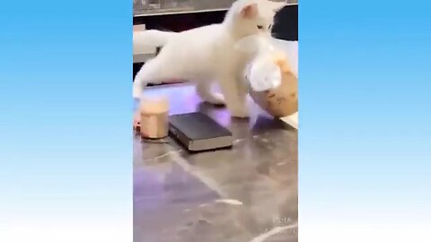 Funniest Animals 🐧 - Funny animal videos can't help but laugh 2021 funny animals 2021 funny dogs