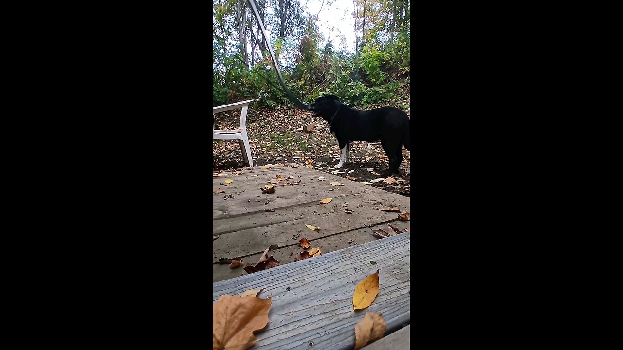 how a redneck plays fetch