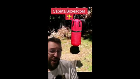 Cabrita boxeadora 😅