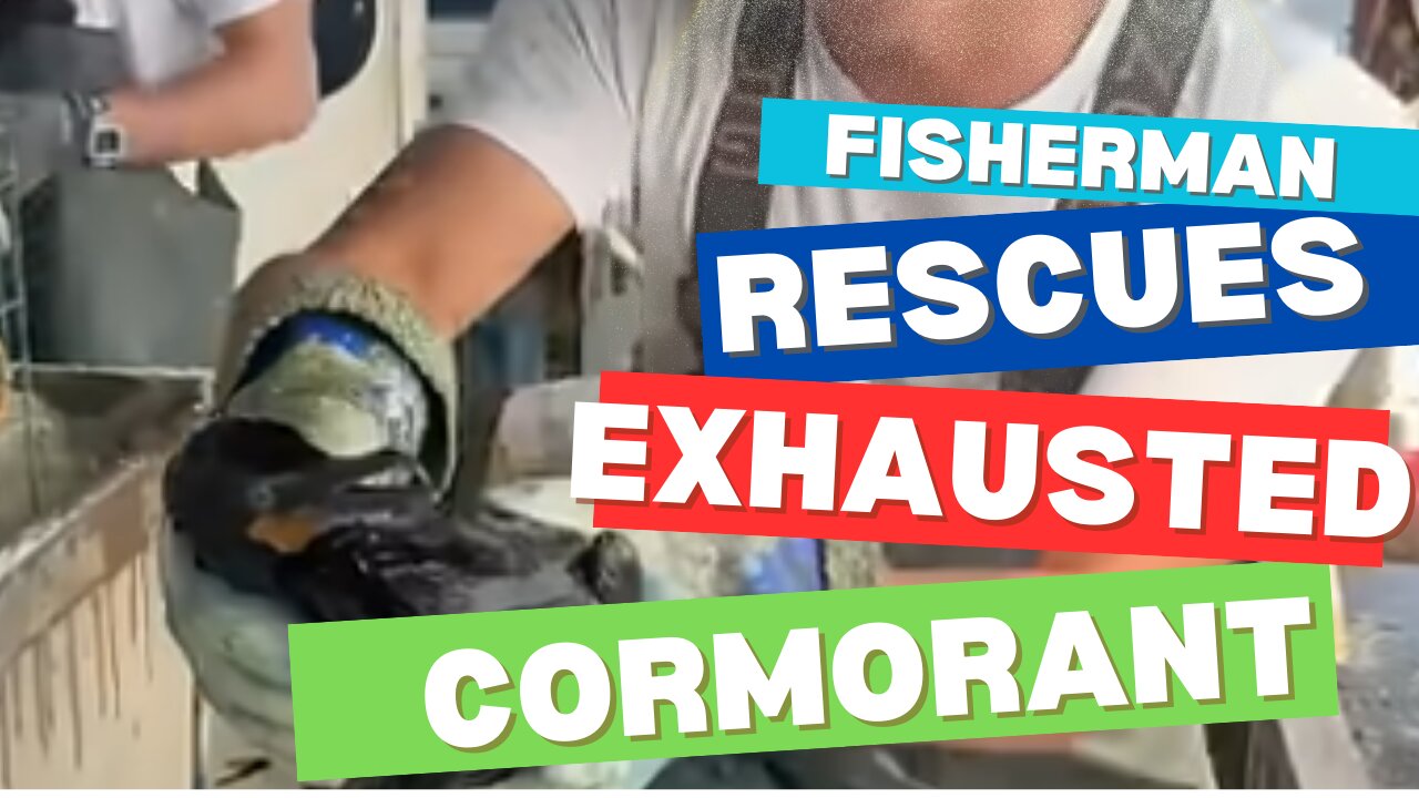 Fisherman Rescues Exhausted Cormorant from the Sea 🐦🌊 | Incredible Rescue!