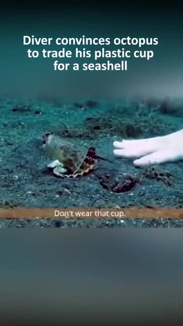 Diver convinces octopus to trade cup for seashell