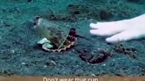 Diver convinces octopus to trade cup for seashell