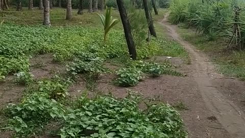 Vlog Pantai #04 Thalime