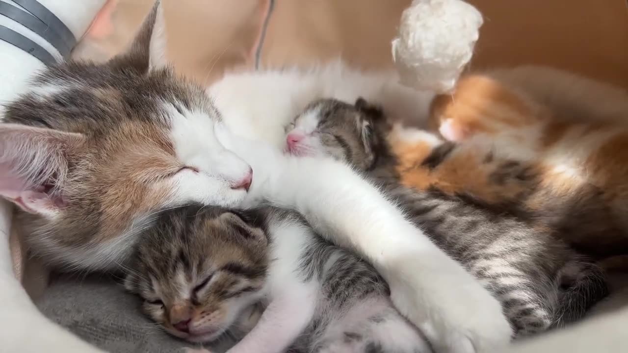 A Mother Cat and her Babies are Really Cute