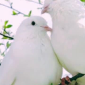 Relaxing Piano Music 🎹 Peaceful Piano Melodies | Your Relaxing Music