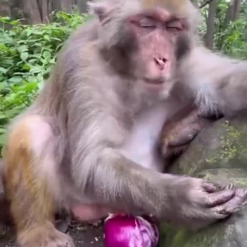 Monkey Eating