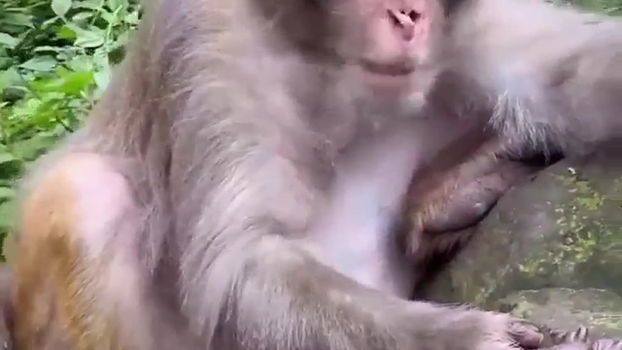 Monkey Eating