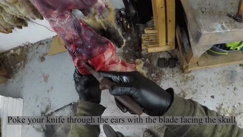 How To - Red Fox Skinning