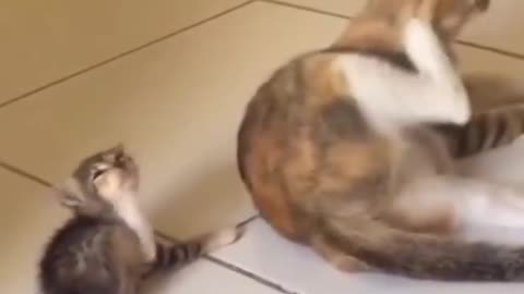 Little kitten learning from mama