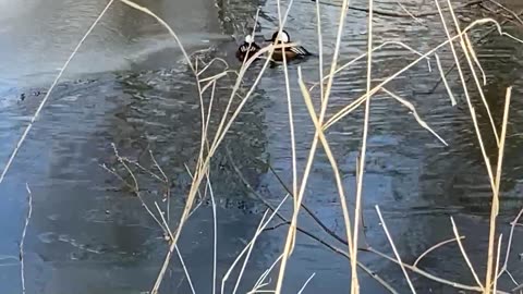 Hodded Merganser