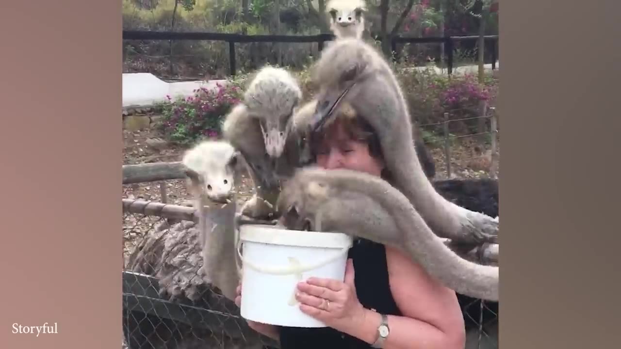 Funniest Animals Videos 2024 That Will Make You Burest Into 😀