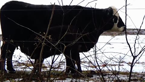 Calf Milking