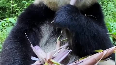 Gaint Panda Eating Bamboo Food || Panda Animals Videos For Kids