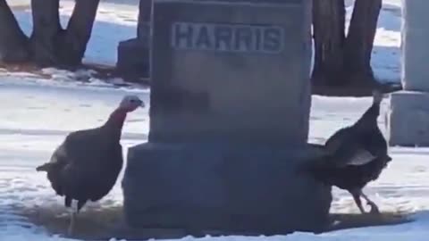 Turkeys Circle Harris Gravestone