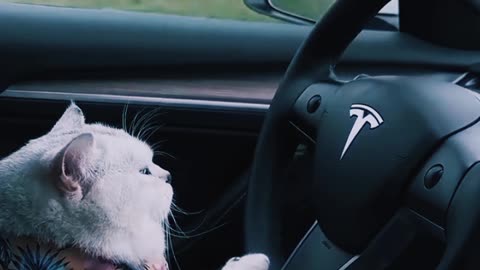 Cat drive car