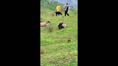 Hilarious ANIMALS Attack Humans in Unexpected Ways! - Funny Animal Fails"