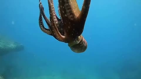 "Octopus Wonders: Nature’s Intelligent Escape Artist"