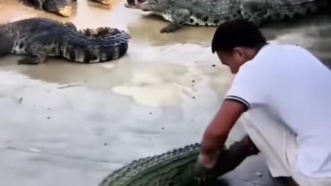 Feeding the Crocodiles