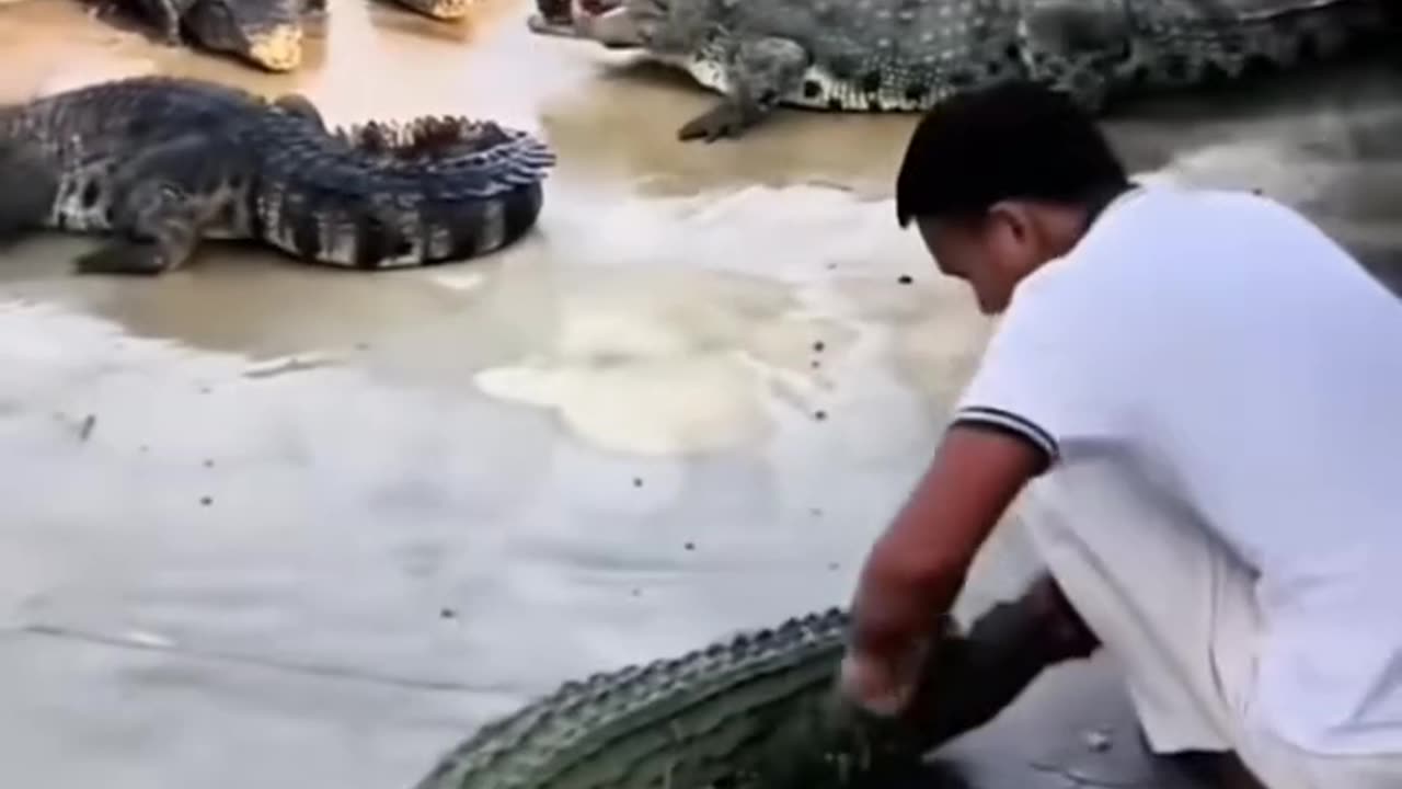 Feeding the Crocodiles