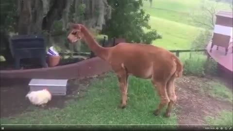 The chicken has figured out how her feeder works - but not for the alpaca